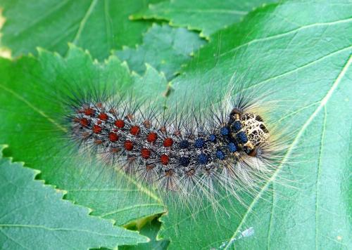 Lymantria dispar
